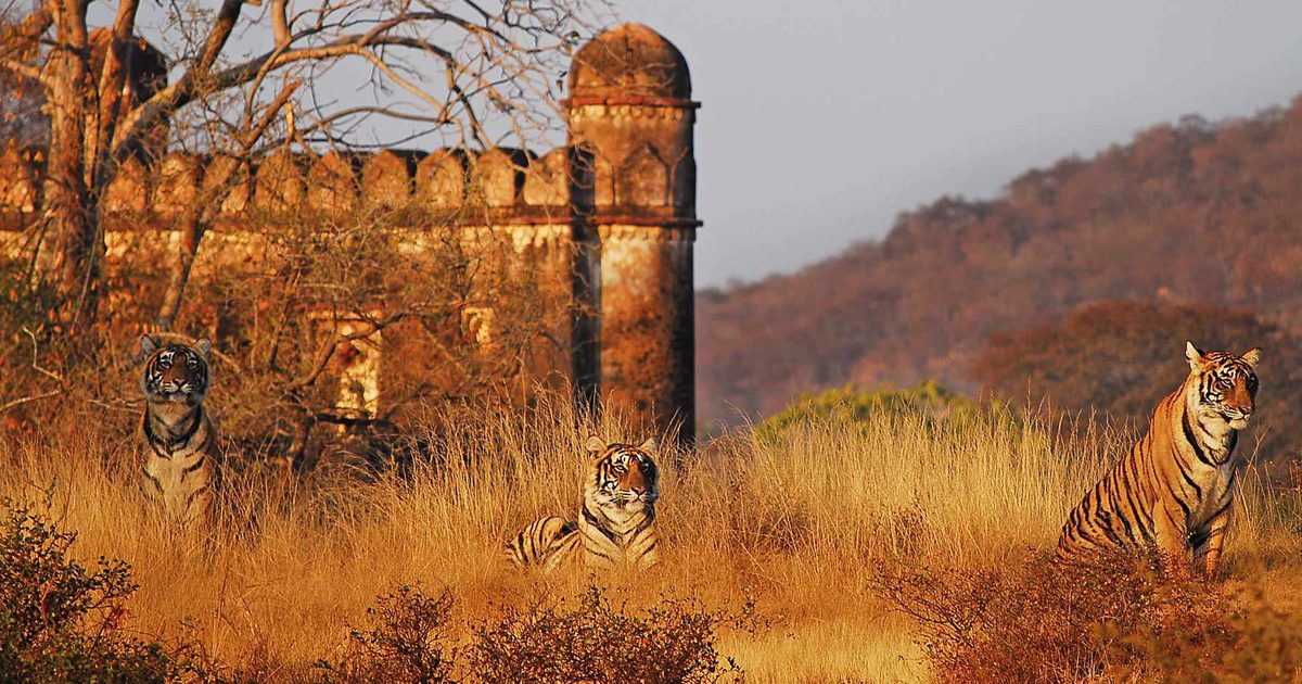 Jaipur to Ranthambore Taxi