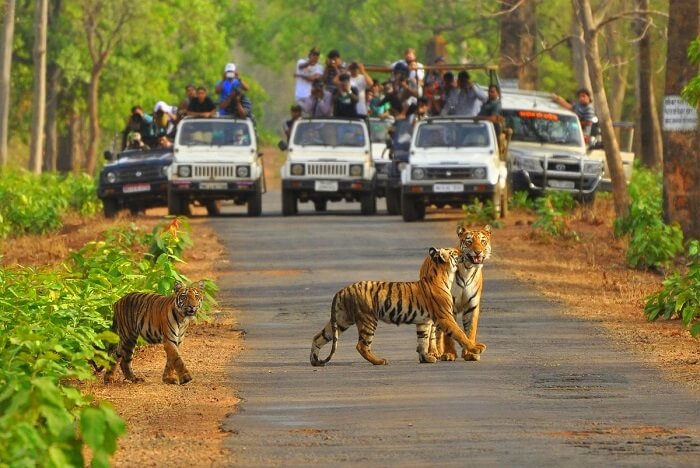 Jaipur to sariska Taxi
